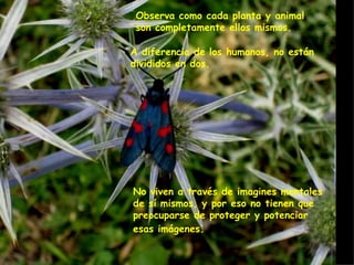 Observa como cada planta y animal  son completamente ellos mismos. A diferencia de los humanos, no están  divididos en dos. No viven a través de imagines mentales  de sí mismos, y por eso no tienen que  preocuparse de proteger y potenciar  esas imágenes.   