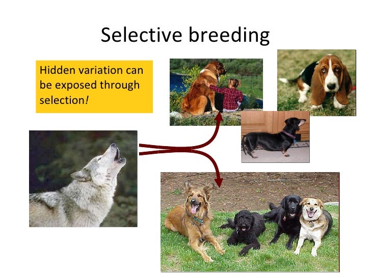 genetic variation is the raw material for evolution essay genetic variation is the raw material for evolution essay