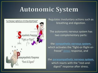 Nervous System | PPTX
