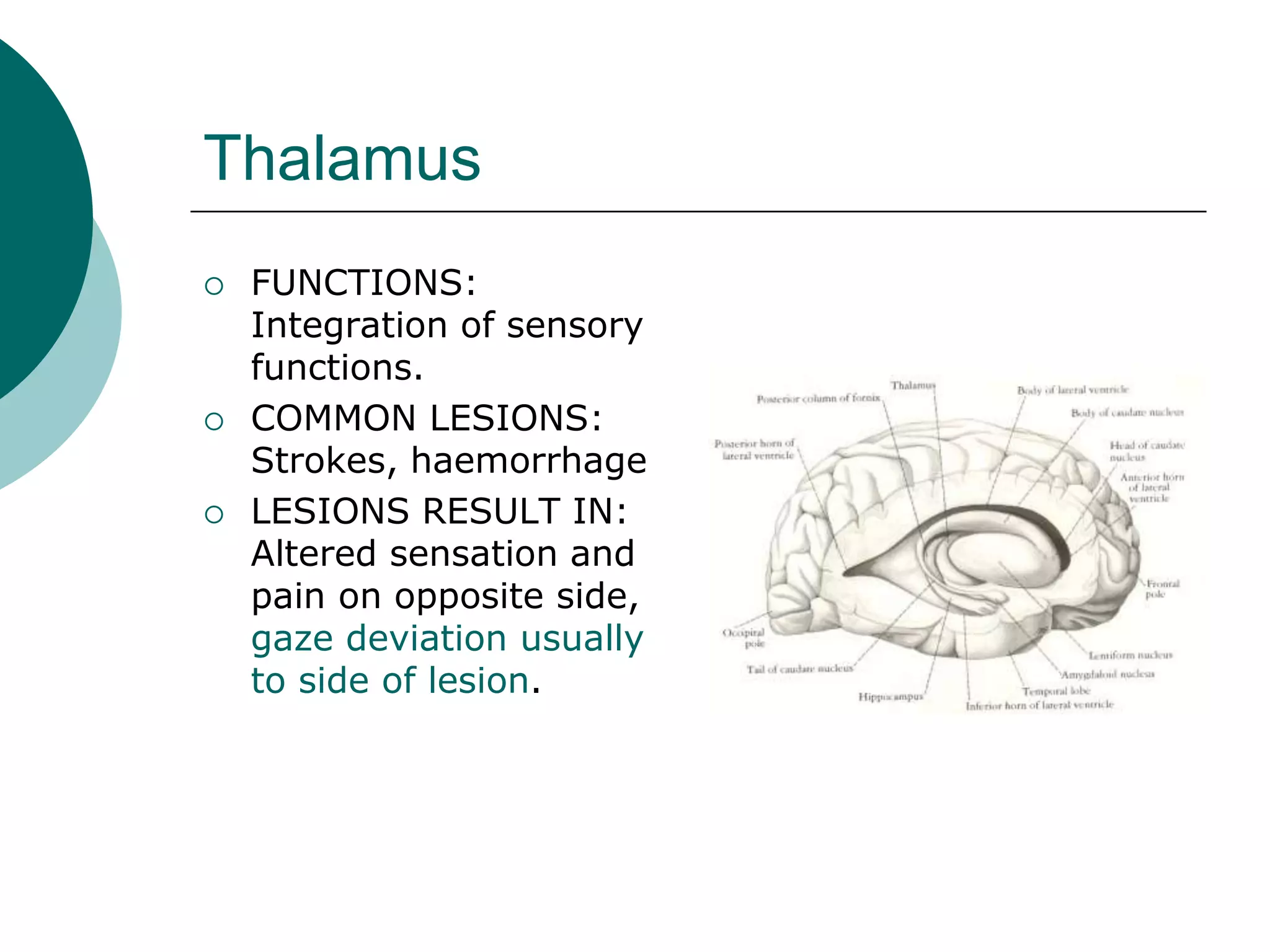Thalamus
 FUNCTIONS:
Integration of sensory
functions.
 COMMON LESIONS:
Strokes, haemorrhage
 LESIONS RESULT IN:
Altered sensation and
pain on opposite side,
gaze deviation usually
to side of lesion.
 