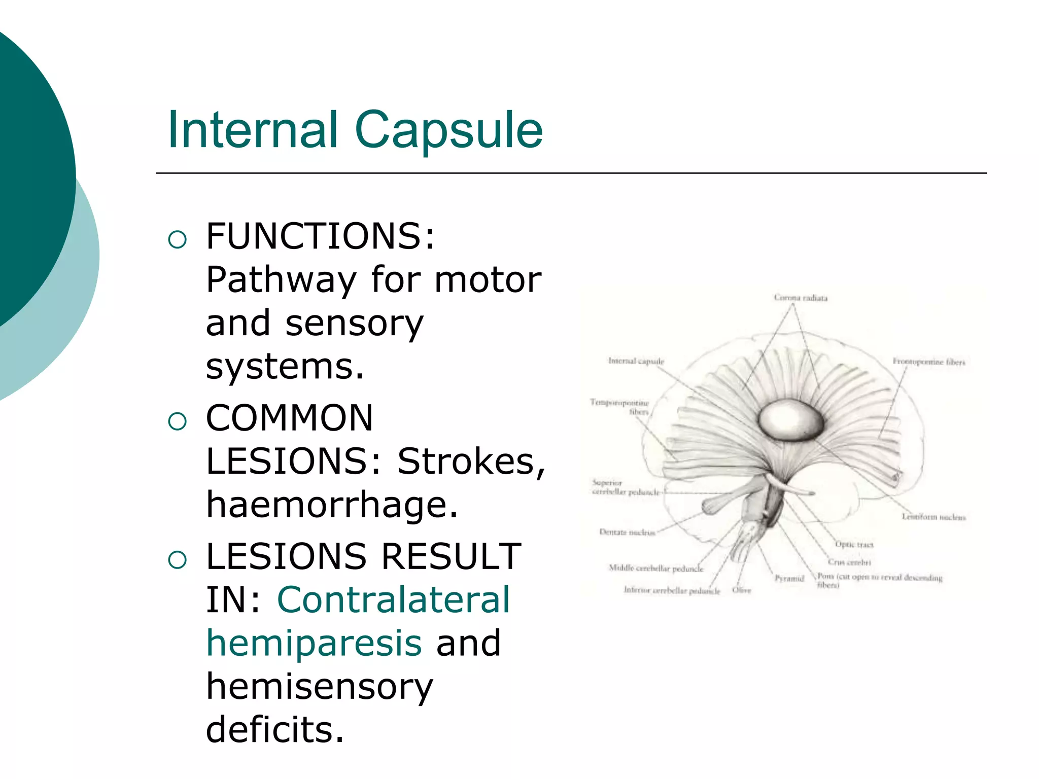 Internal Capsule
 FUNCTIONS:
Pathway for motor
and sensory
systems.
 COMMON
LESIONS: Strokes,
haemorrhage.
 LESIONS RESULT
IN: Contralateral
hemiparesis and
hemisensory
deficits.
 