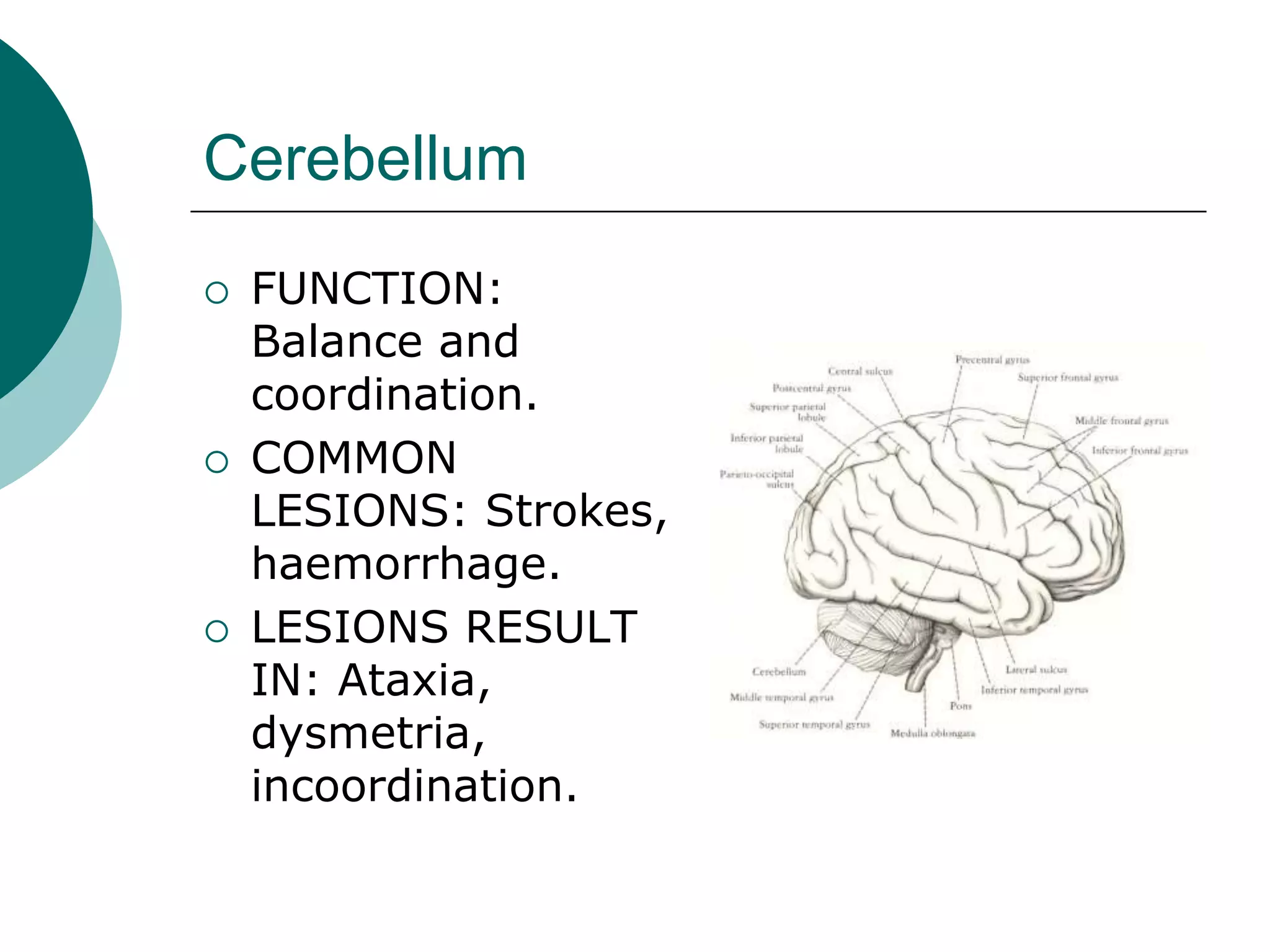 Cerebellum
 FUNCTION:
Balance and
coordination.
 COMMON
LESIONS: Strokes,
haemorrhage.
 LESIONS RESULT
IN: Ataxia,
dysmetria,
incoordination.
 