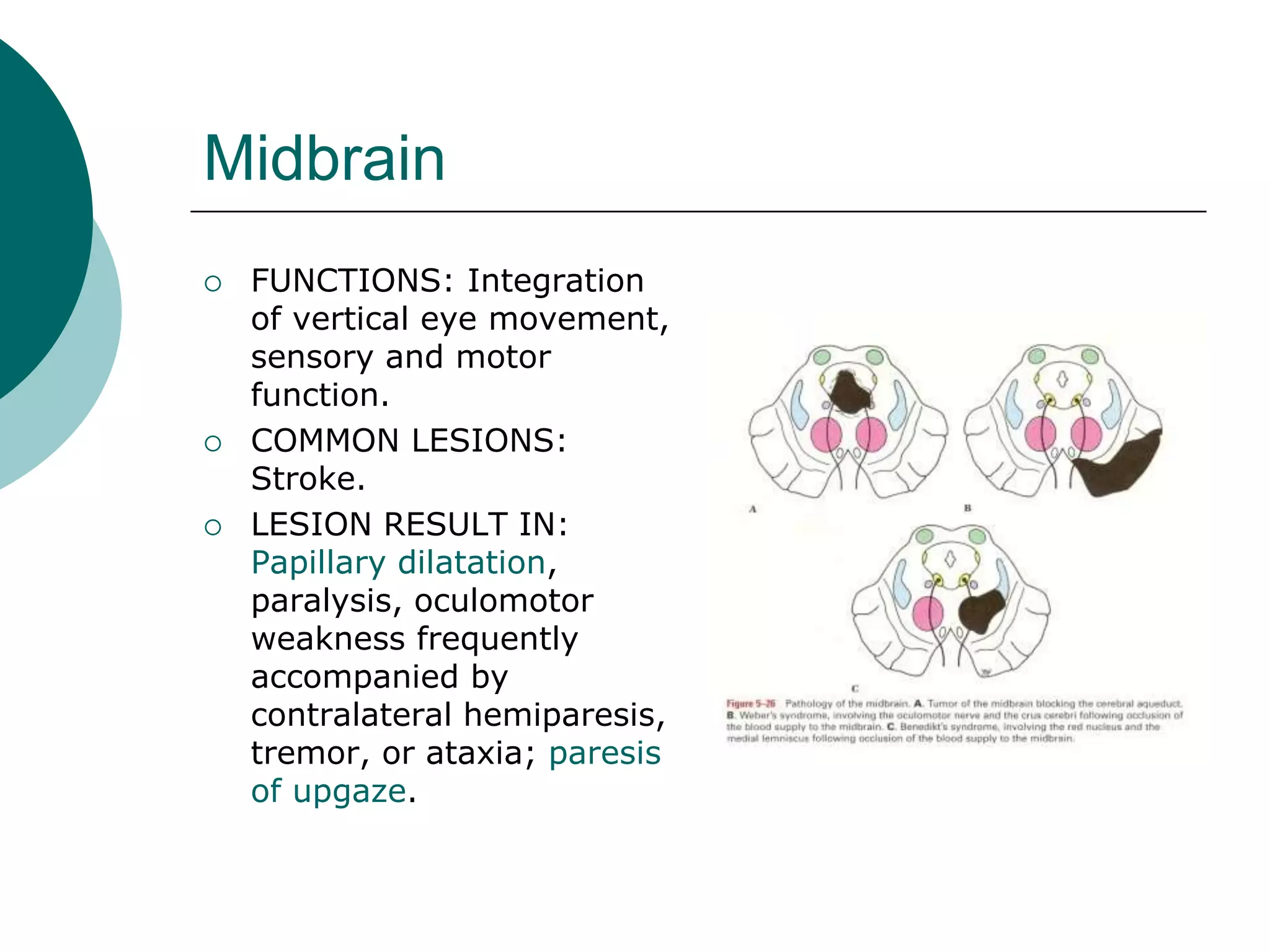 Midbrain
 FUNCTIONS: Integration
of vertical eye movement,
sensory and motor
function.
 COMMON LESIONS:
Stroke.
 LESION RESULT IN:
Papillary dilatation,
paralysis, oculomotor
weakness frequently
accompanied by
contralateral hemiparesis,
tremor, or ataxia; paresis
of upgaze.
 