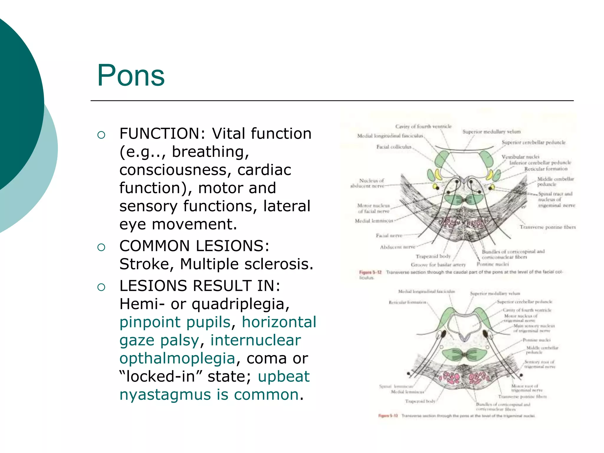 Pons
 FUNCTION: Vital function
(e.g.., breathing,
consciousness, cardiac
function), motor and
sensory functions, lateral
eye movement.
 COMMON LESIONS:
Stroke, Multiple sclerosis.
 LESIONS RESULT IN:
Hemi- or quadriplegia,
pinpoint pupils, horizontal
gaze palsy, internuclear
opthalmoplegia, coma or
“locked-in” state; upbeat
nyastagmus is common.
 