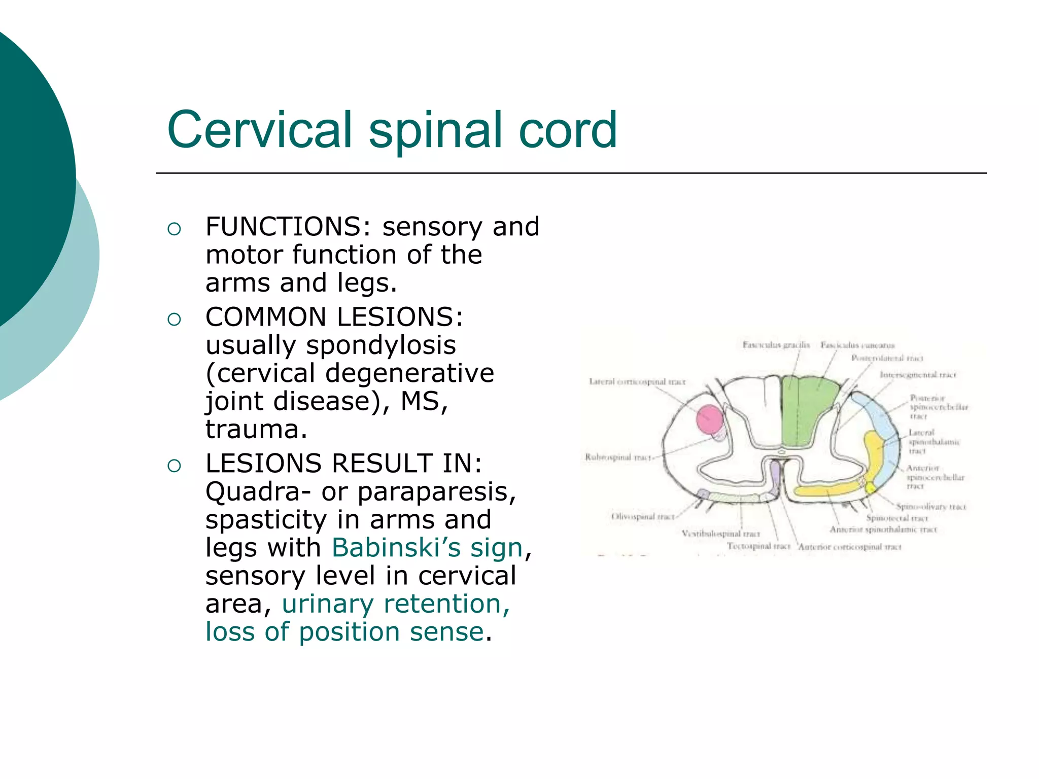 Cervical spinal cord
 FUNCTIONS: sensory and
motor function of the
arms and legs.
 COMMON LESIONS:
usually spondylosis
(cervical degenerative
joint disease), MS,
trauma.
 LESIONS RESULT IN:
Quadra- or paraparesis,
spasticity in arms and
legs with Babinski’s sign,
sensory level in cervical
area, urinary retention,
loss of position sense.
 