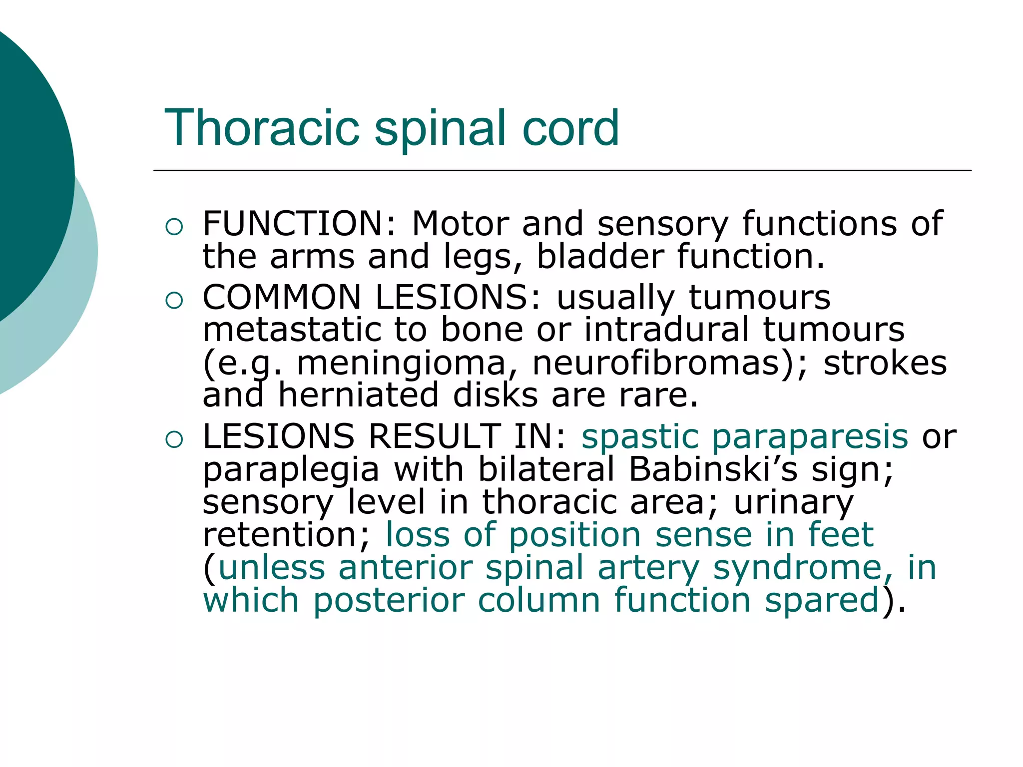 Thoracic spinal cord
 FUNCTION: Motor and sensory functions of
the arms and legs, bladder function.
 COMMON LESIONS: usually tumours
metastatic to bone or intradural tumours
(e.g. meningioma, neurofibromas); strokes
and herniated disks are rare.
 LESIONS RESULT IN: spastic paraparesis or
paraplegia with bilateral Babinski’s sign;
sensory level in thoracic area; urinary
retention; loss of position sense in feet
(unless anterior spinal artery syndrome, in
which posterior column function spared).
 