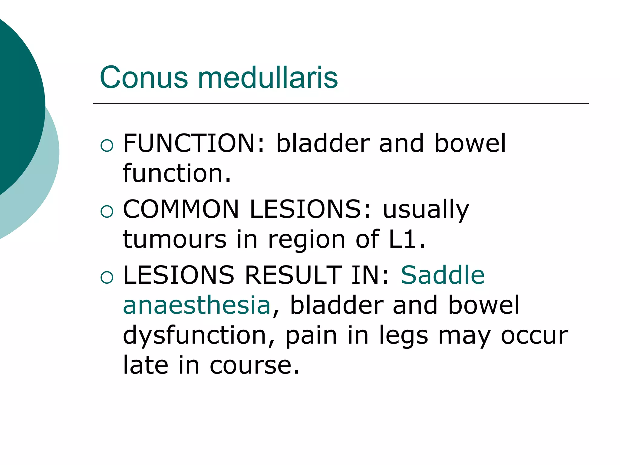 Conus medullaris
 FUNCTION: bladder and bowel
function.
 COMMON LESIONS: usually
tumours in region of L1.
 LESIONS RESULT IN: Saddle
anaesthesia, bladder and bowel
dysfunction, pain in legs may occur
late in course.
 