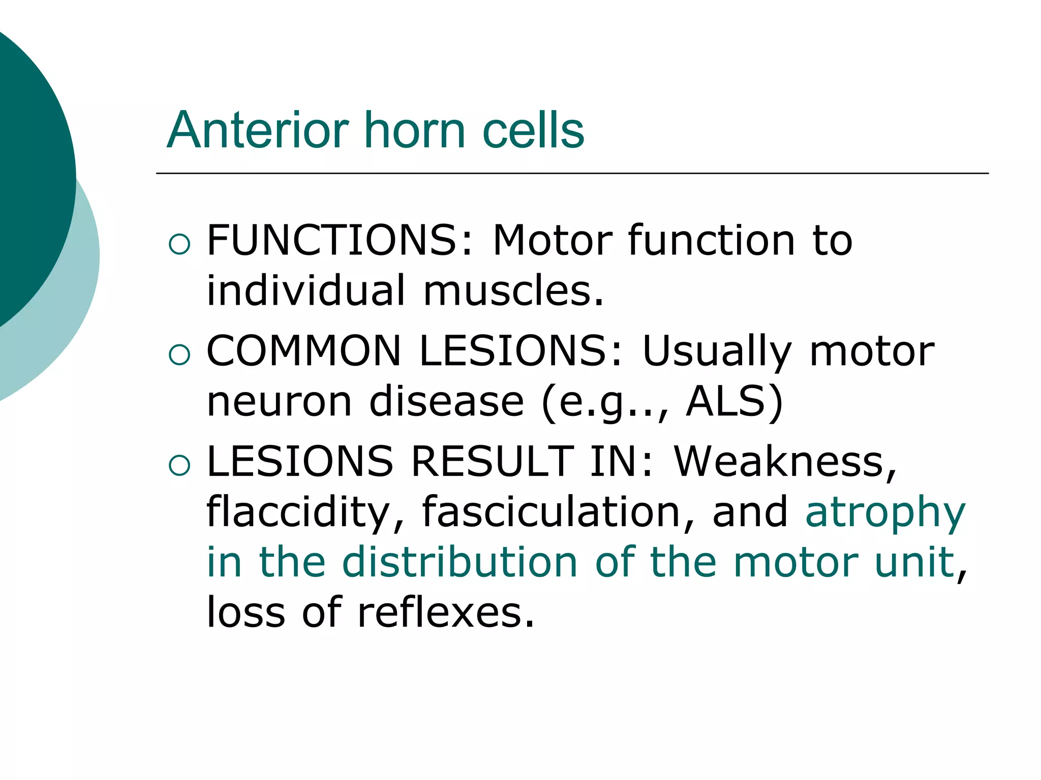 Anterior horn cells
 FUNCTIONS: Motor function to
individual muscles.
 COMMON LESIONS: Usually motor
neuron disease (e.g.., ALS)
 LESIONS RESULT IN: Weakness,
flaccidity, fasciculation, and atrophy
in the distribution of the motor unit,
loss of reflexes.
 