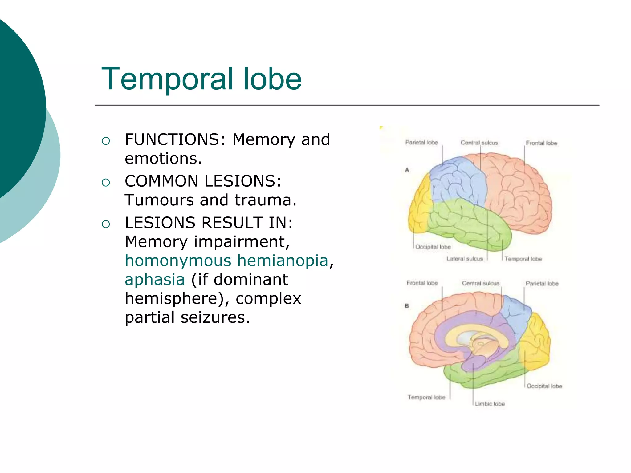 Temporal lobe
 FUNCTIONS: Memory and
emotions.
 COMMON LESIONS:
Tumours and trauma.
 LESIONS RESULT IN:
Memory impairment,
homonymous hemianopia,
aphasia (if dominant
hemisphere), complex
partial seizures.
 