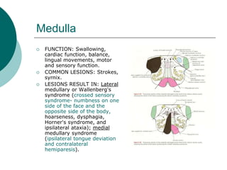 1 - Neurologic localization.ppt