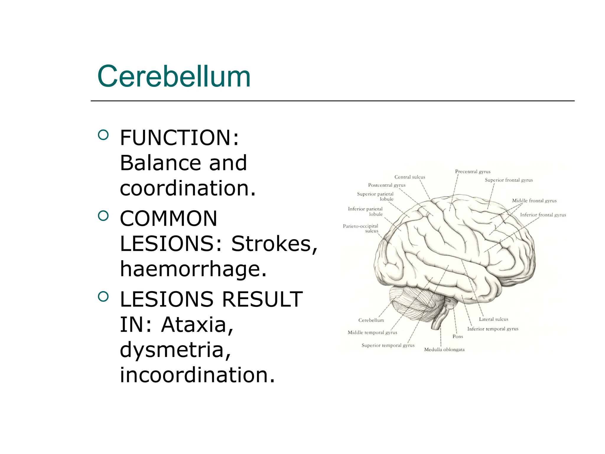 Cerebellum
 FUNCTION:
Balance and
coordination.
 COMMON
LESIONS: Strokes,
haemorrhage.
 LESIONS RESULT
IN: Ataxia,
dysmetria,
incoordination.
 