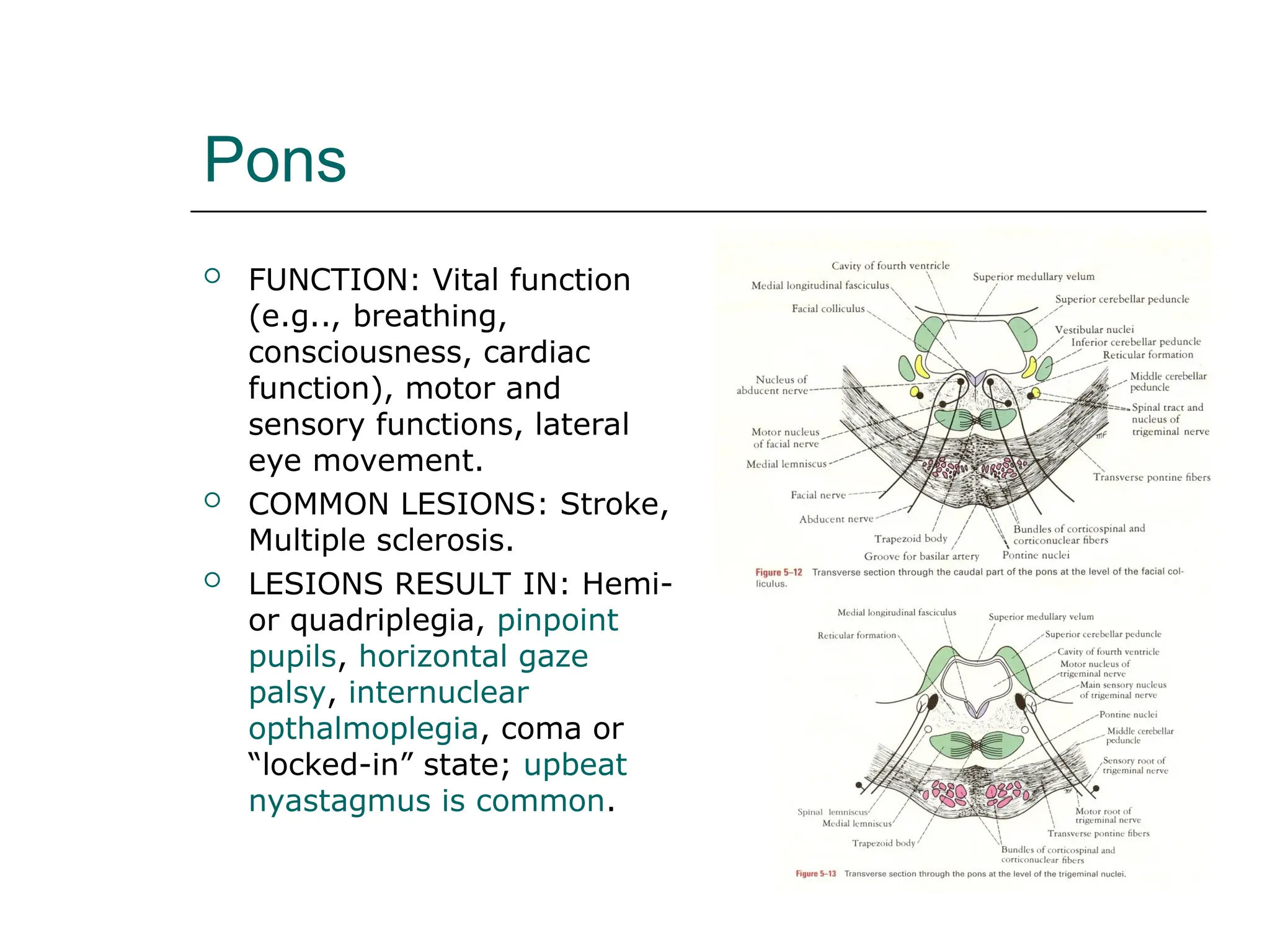 Pons
 FUNCTION: Vital function
(e.g.., breathing,
consciousness, cardiac
function), motor and
sensory functions, lateral
eye movement.
 COMMON LESIONS: Stroke,
Multiple sclerosis.
 LESIONS RESULT IN: Hemi-
or quadriplegia, pinpoint
pupils, horizontal gaze
palsy, internuclear
opthalmoplegia, coma or
“locked-in” state; upbeat
nyastagmus is common.
 