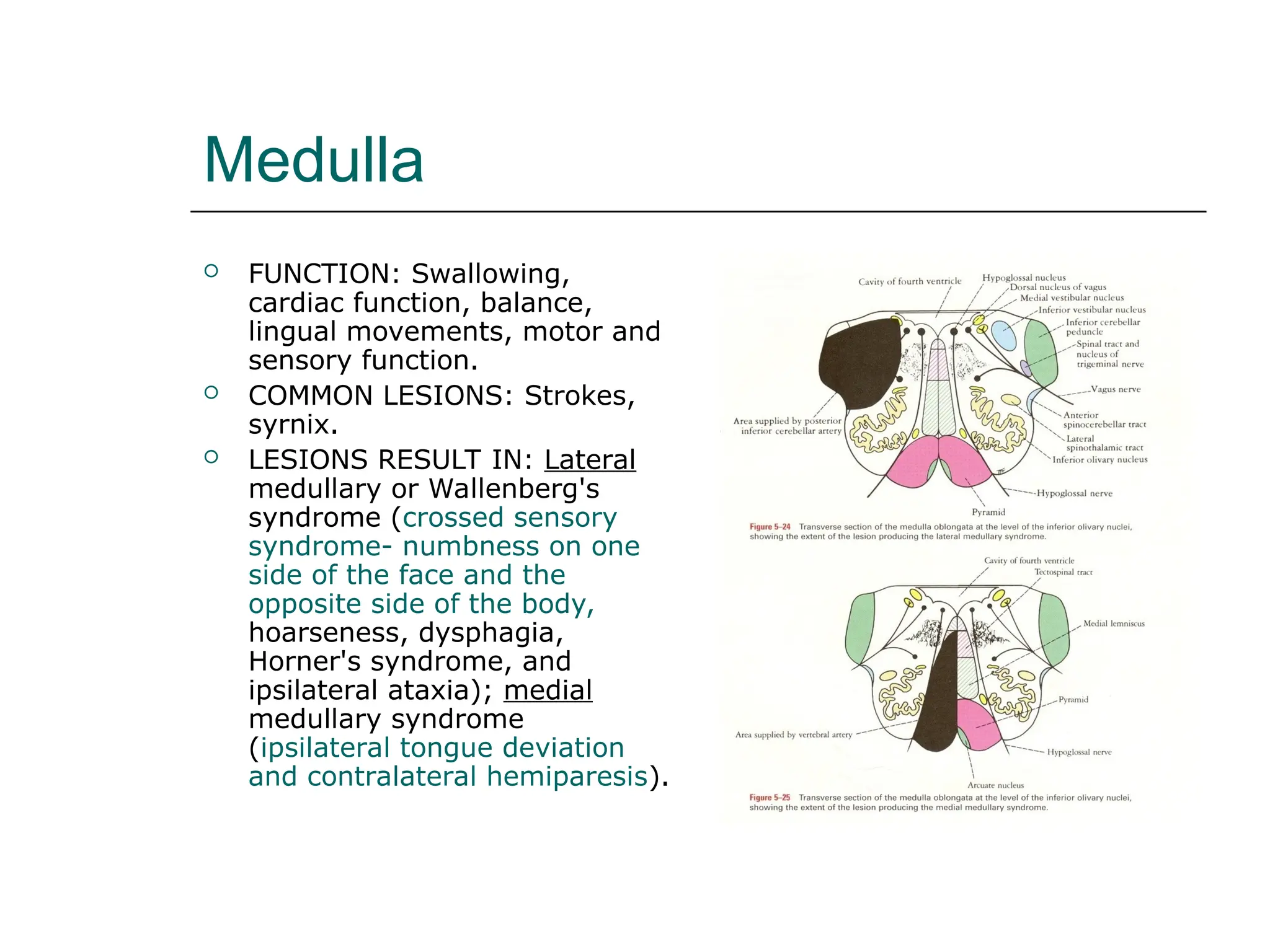 Medulla
 FUNCTION: Swallowing,
cardiac function, balance,
lingual movements, motor and
sensory function.
 COMMON LESIONS: Strokes,
syrnix.
 LESIONS RESULT IN: Lateral
medullary or Wallenberg's
syndrome (crossed sensory
syndrome- numbness on one
side of the face and the
opposite side of the body,
hoarseness, dysphagia,
Horner's syndrome, and
ipsilateral ataxia); medial
medullary syndrome
(ipsilateral tongue deviation
and contralateral hemiparesis).
 