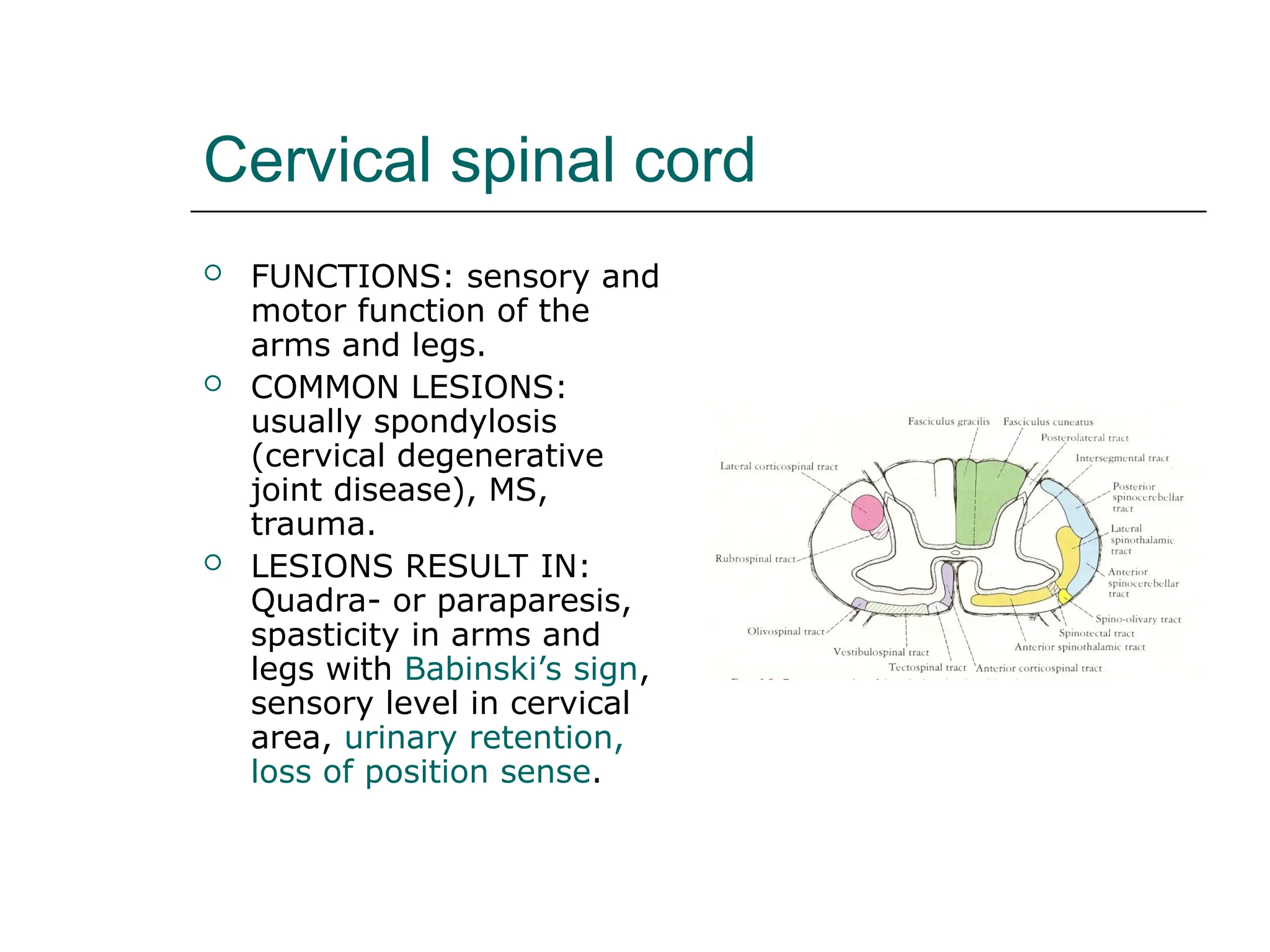 Cervical spinal cord
 FUNCTIONS: sensory and
motor function of the
arms and legs.
 COMMON LESIONS:
usually spondylosis
(cervical degenerative
joint disease), MS,
trauma.
 LESIONS RESULT IN:
Quadra- or paraparesis,
spasticity in arms and
legs with Babinski’s sign,
sensory level in cervical
area, urinary retention,
loss of position sense.
 