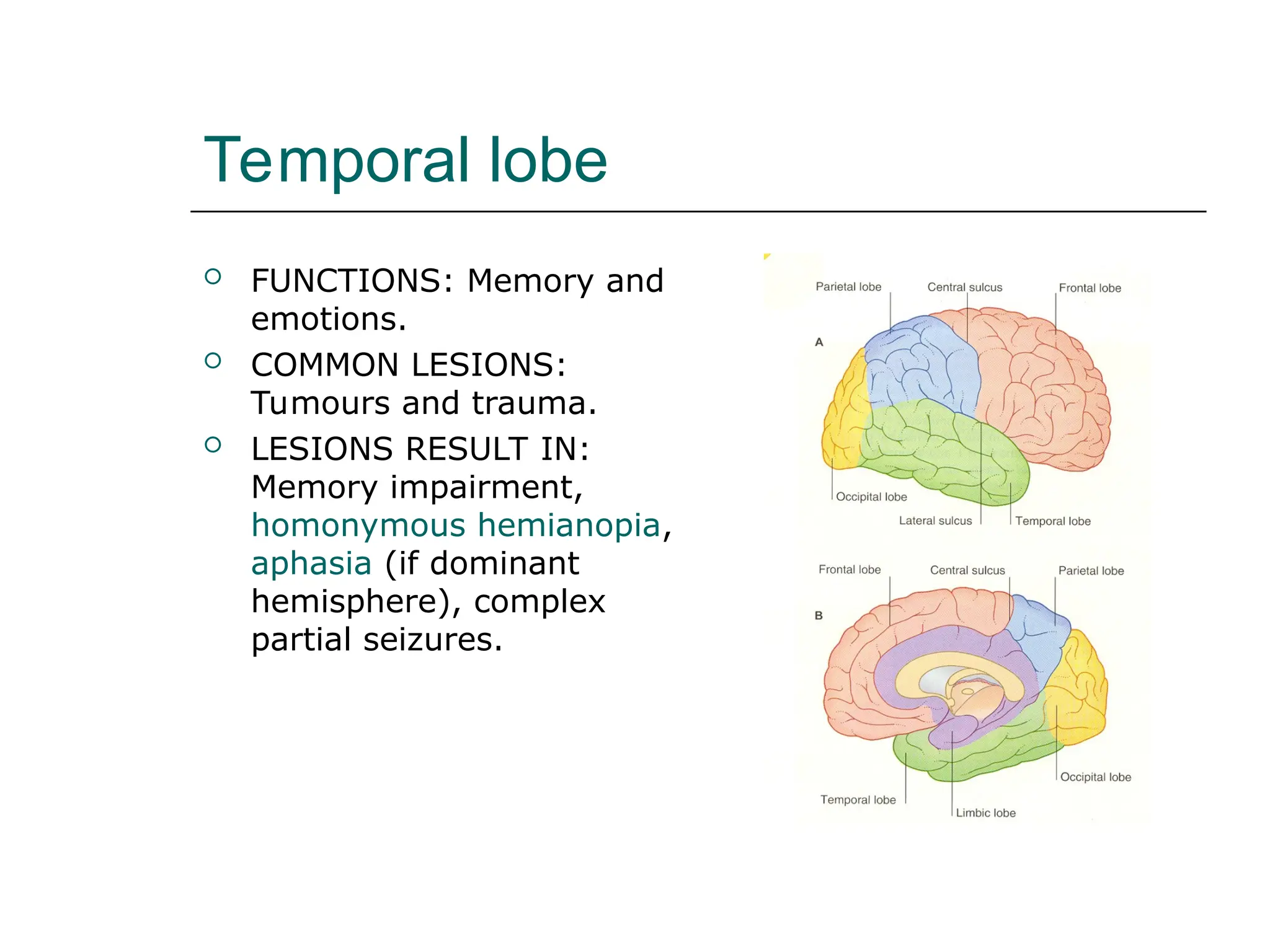 Temporal lobe
 FUNCTIONS: Memory and
emotions.
 COMMON LESIONS:
Tumours and trauma.
 LESIONS RESULT IN:
Memory impairment,
homonymous hemianopia,
aphasia (if dominant
hemisphere), complex
partial seizures.
 