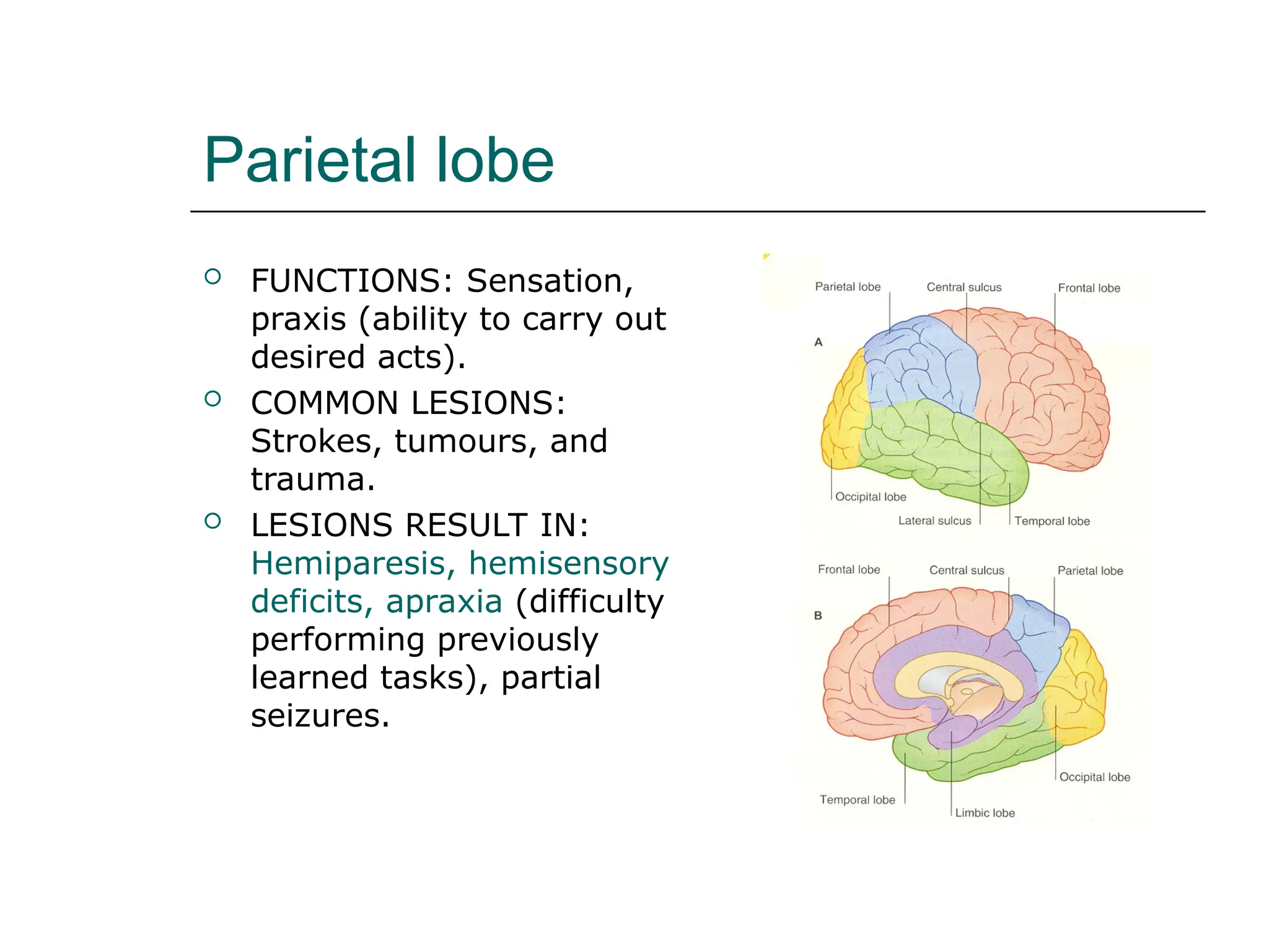 Parietal lobe
 FUNCTIONS: Sensation,
praxis (ability to carry out
desired acts).
 COMMON LESIONS:
Strokes, tumours, and
trauma.
 LESIONS RESULT IN:
Hemiparesis, hemisensory
deficits, apraxia (difficulty
performing previously
learned tasks), partial
seizures.
 