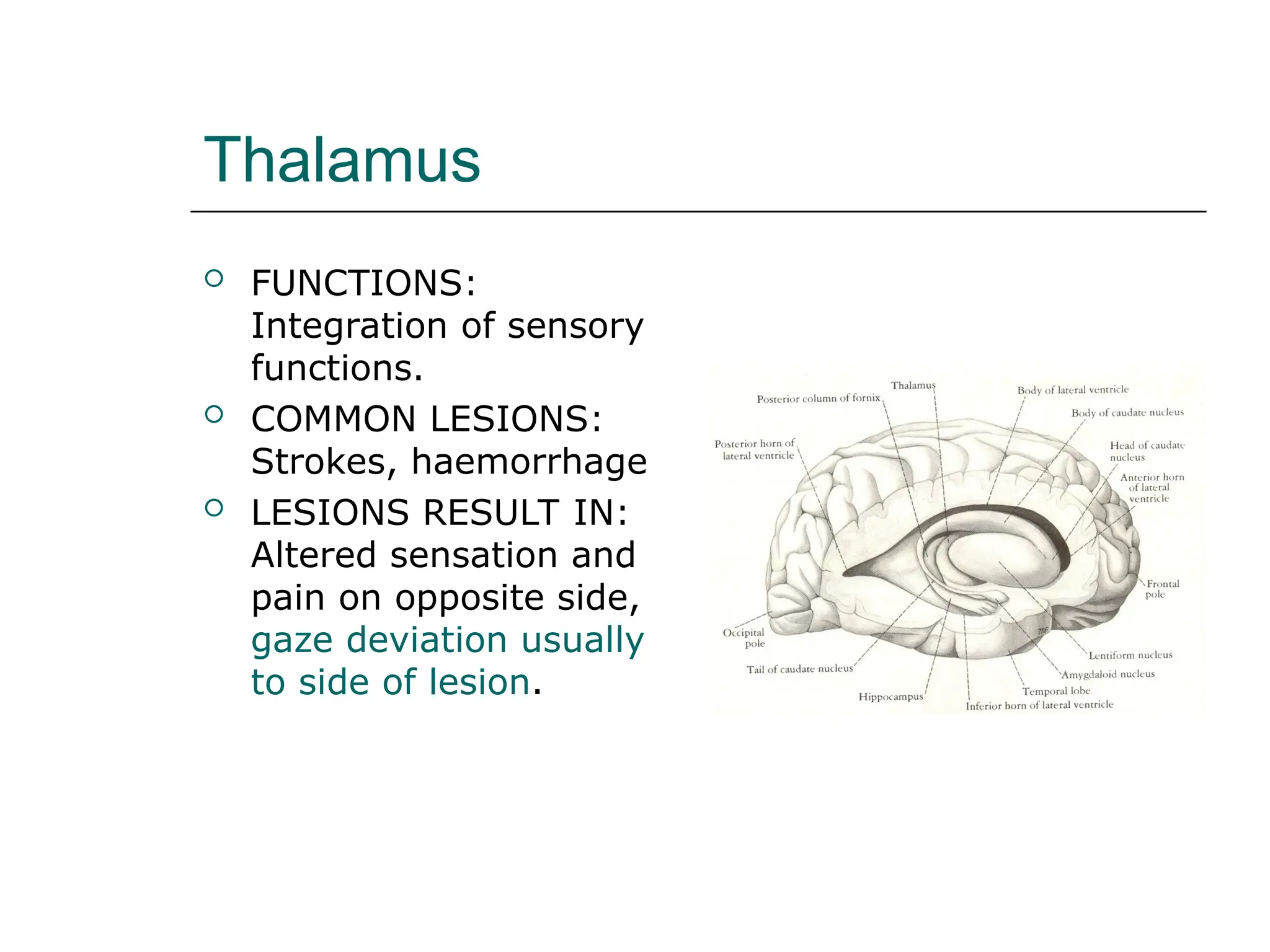 Thalamus
 FUNCTIONS:
Integration of sensory
functions.
 COMMON LESIONS:
Strokes, haemorrhage
 LESIONS RESULT IN:
Altered sensation and
pain on opposite side,
gaze deviation usually
to side of lesion.
 