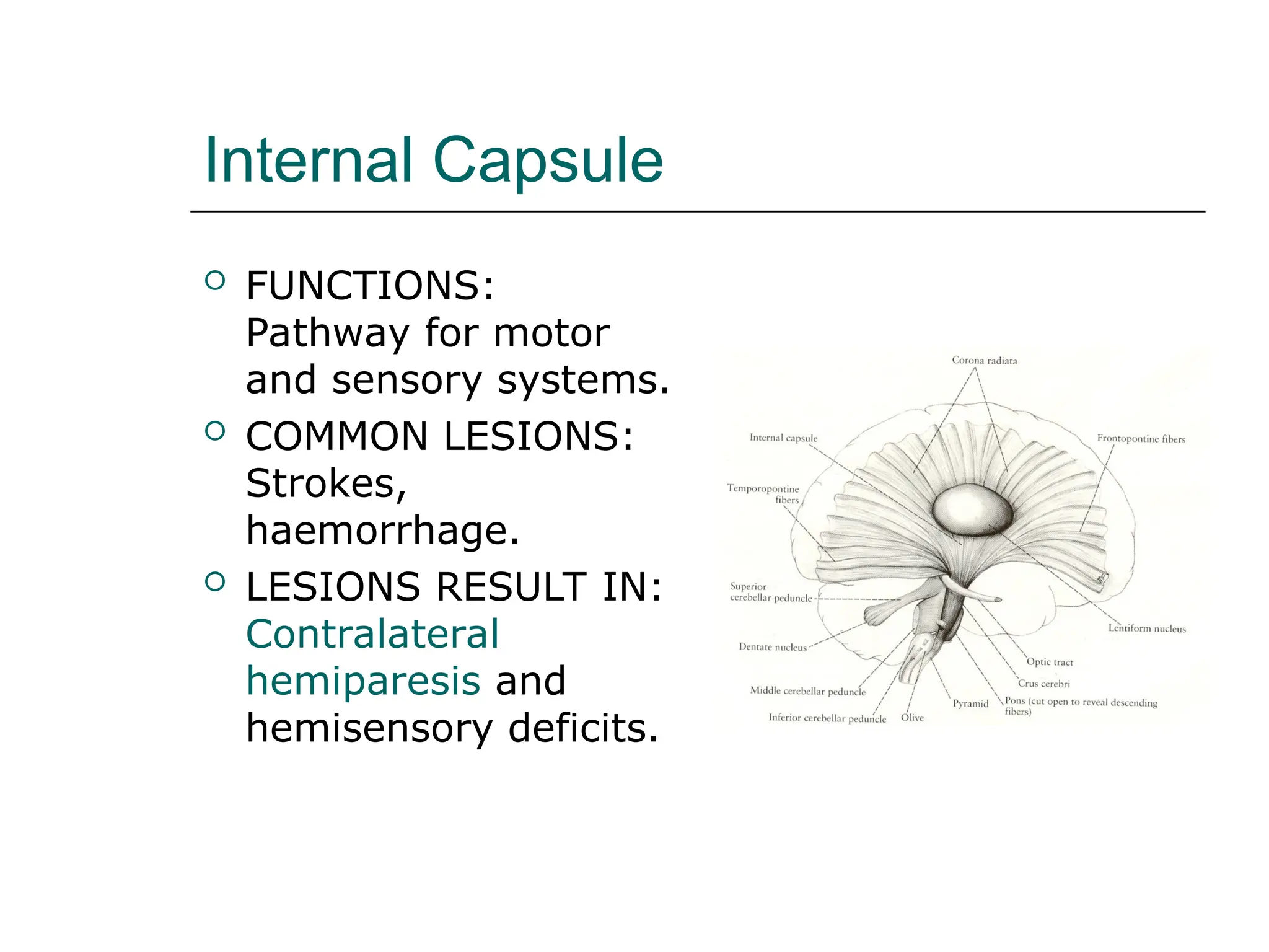 Internal Capsule
 FUNCTIONS:
Pathway for motor
and sensory systems.
 COMMON LESIONS:
Strokes,
haemorrhage.
 LESIONS RESULT IN:
Contralateral
hemiparesis and
hemisensory deficits.
 