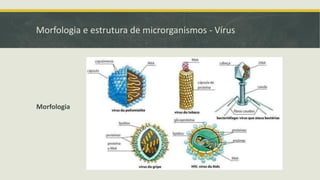 Morfologia e estrutura de microrganismos - Vírus
Morfologia
 