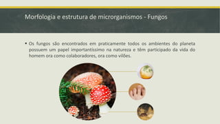 Morfologia e estrutura de microrganismos - Fungos
▪ Os fungos são encontrados em praticamente todos os ambientes do planeta
possuem um papel importantíssimo na natureza e têm participado da vida do
homem ora como colaboradores, ora como vilões.
 