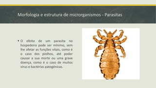 Morfologia e estrutura de microrganismos - Parasitas
▪ O efeito de um parasita no
hospedeiro pode ser mínimo, sem
lhe afetar as funções vitais, como é
o caso dos piolhos, até poder
causar a sua morte ou uma grave
doença, como é o caso de muitos
vírus e bactérias patogénicas.
 