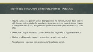 Morfologia e estrutura de microrganismos - Parasitas
▪ Alguns protozoários podem causar doenças sérias no homem, muitas delas são de
difícil cura e outras ainda são incuráveis. Algumas merecem mais destaque devido
a sua grande incidência, atingindo um grande número de pessoas no mundo. São
elas:
▪ Doença de Chagas – causada por um protozoário flagelado, o Trypanosoma cruzi
▪ Malária – o Plasmodio vivax é o protozoário causador da malária
▪ Toxoplasmose – causada pelo protozoário Toxoplasma gondii.
 