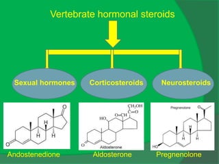 Vertebrate hormonal steroids
Sexual hormones Corticosteroids Neurosteroids
Andostenedione Aldosterone Pregnenolone
 