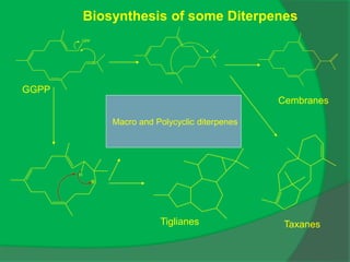 OPP
H
Macro and Polycyclic diterpenes
Cembranes
Taxanes
Tiglianes
GGPP
Biosynthesis of some Diterpenes
 