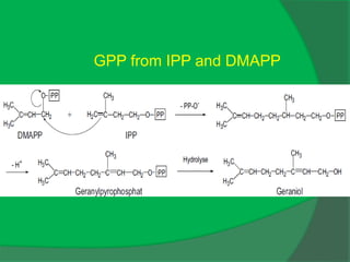 GPP from IPP and DMAPP
 