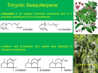 Tricyclic Sesquiterpene
α-Santalol is an organic chemical compound and is a
principal constituent of oil of sandalwood.
α-cedren and β-cedrene and cedrol was detected in
Juniperus virginiana .
Juniperus virginiana
 