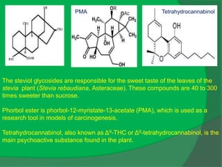 The steviol glycosides are responsible for the sweet taste of the leaves of the
stevia plant (Stevia rebaudiana, Asteraceae). These compounds are 40 to 300
times sweeter than sucrose.
Phorbol ester is phorbol-12-myristate-13-acetate (PMA), which is used as a
research tool in models of carcinogenesis.
Tetrahydrocannabinol, also known as Δ9-THC or Δ9-tetrahydrocannabinol, is the
main psychoactive substance found in the plant.
Tetrahydrocannabinol
PMA
Steviol
 