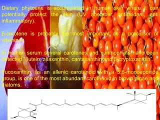 Dietary phytoene is accumulated in human skin where it can
potentially protect the skin (UV absorber, antioxidant, anti
inflammatory).
β-carotene is probably the most important as a precursor of
vitamin A.
In human serum several carotenes and xanthophylls have been
detected “(lutein, zeaxanthin, cantaxanthin and β-cryptoxanthin”.
Fucoxanthin, as an allenic carotenoid with a 5,6-monoepoxide
group, is one of the most abundant carotenoid in brown algae and
diatoms.
Fucoxanthin
 