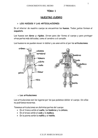 1
CONOCIMIENTO DEL MEDIO 2º PRIMARIA
C.E.I.P. MARUJA MALLO
TEMA 1
NUESTRO CUERPO
 LOS HUESOS Y LAS ARTICULACIONES
En el interior de nuestro cuerpo se encuentran los huesos. Todos juntos forman el
esqueleto.
Los huesos son duros y rígidos. Sirven para dar forma al cuerpo y para proteger
otras partes más delicadas, como el cerebro o el corazón.
Los huesos no se pueden mover ni doblar y se unen entre sí por las articulaciones.
cráneo
pelvis
columna
vertebral
húmero
cúbito
radio
fémur
tibia
cuello
cintura
hombros
codo
muñeca
rodilla
tobillo
 Las articulaciones
Las articulaciones son los lugares por los que podemos doblar el cuerpo. Sin ellas
no podríamos movernos.
Tenemos articulaciones en distintas partes del cuerpo:
 En el tronco están el cuello, los hombros y la cintura.
 En el brazo están el codo y la muñeca.
 En la pierna están la rodilla y el tobillo.
 