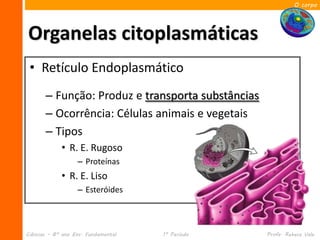 O corpo




Organelas citoplasmáticas
 • Retículo Endoplasmático
       – Função: Produz e transporta substâncias
       – Ocorrência: Células animais e vegetais
       – Tipos
             • R. E. Rugoso
                   – Proteínas
             • R. E. Liso
                   – Esteróides



Ciências – 8º ano Ens. Fundamental   1º Período    Profa. Rebeca Vale
 
