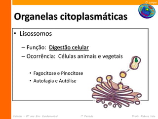 O corpo




Organelas citoplasmáticas
• Lisossomos
      – Função: Digestão celular
      – Ocorrência: Células animais e vegetais

            • Fagocitose e Pinocitose
            • Autofagia e Autólise




Ciências – 8º ano Ens. Fundamental   1º Período   Profa. Rebeca Vale
 