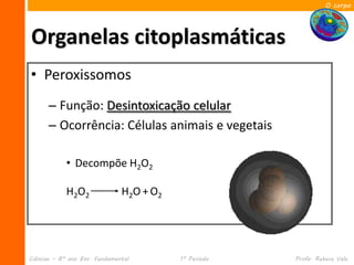 O corpo




Organelas citoplasmáticas
• Peroxissomos
      – Função: Desintoxicação celular
      – Ocorrência: Células animais e vegetais

            • Decompõe H2O2

            H2O2               H2O + O2




Ciências – 8º ano Ens. Fundamental        1º Período   Profa. Rebeca Vale
 