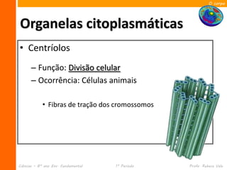 O corpo




Organelas citoplasmáticas
• Centríolos
      – Função: Divisão celular
      – Ocorrência: Células animais

            • Fibras de tração dos cromossomos




Ciências – 8º ano Ens. Fundamental   1º Período   Profa. Rebeca Vale
 