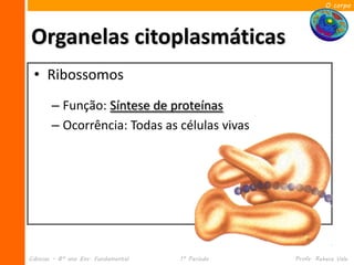 O corpo




Organelas citoplasmáticas
 • Ribossomos
       – Função: Síntese de proteínas
       – Ocorrência: Todas as células vivas




Ciências – 8º ano Ens. Fundamental   1º Período   Profa. Rebeca Vale
 