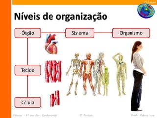 O corpo




Níveis de organização
      Órgão                          Sistema         Organismo




      Tecido




      Célula

Ciências – 8º ano Ens. Fundamental      1º Período       Profa. Rebeca Vale
 