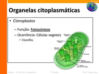O corpo




Organelas citoplasmáticas
 • Cloroplastos
       – Função: Fotossíntese
       – Ocorrência: Células vegetais
             • Clorofila




Ciências – 8º ano Ens. Fundamental   1º Período   Profa. Rebeca Vale
 
