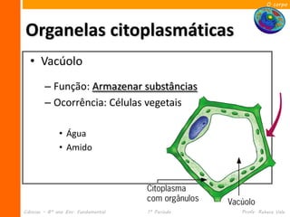 O corpo




Organelas citoplasmáticas
  • Vacúolo
        – Função: Armazenar substâncias
        – Ocorrência: Células vegetais

              • Água
              • Amido




Ciências – 8º ano Ens. Fundamental   1º Período   Profa. Rebeca Vale
 