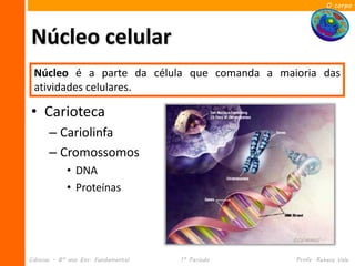 O corpo




Núcleo celular
 Núcleo é a parte da célula que comanda a maioria das
 atividades celulares.

• Carioteca
      – Cariolinfa
      – Cromossomos
            • DNA
            • Proteínas




Ciências – 8º ano Ens. Fundamental   1º Período   Profa. Rebeca Vale
 