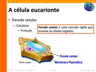 O corpo




A célula eucarionte
• Parede celular
      – Celulose                     Parede celular é uma camada rígida que
            • Proteção               envolve as células vegetais.




                                                         Parede celular
              Célula vegetal                       Membrana Plasmática

Ciências – 8º ano Ens. Fundamental          1º Período                    Profa. Rebeca Vale
 