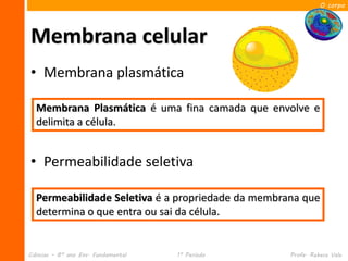 O corpo




Membrana celular
• Membrana plasmática

  Membrana Plasmática é uma fina camada que envolve e
  delimita a célula.


• Permeabilidade seletiva

  Permeabilidade Seletiva é a propriedade da membrana que
  determina o que entra ou sai da célula.


Ciências – 8º ano Ens. Fundamental   1º Período    Profa. Rebeca Vale
 
