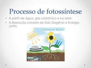 Processo de fotossíntese
• A partir de água, gás carbônico e luz solar;
• A liberação consiste de Gás Oxigênio e Energia
(ATP);
 