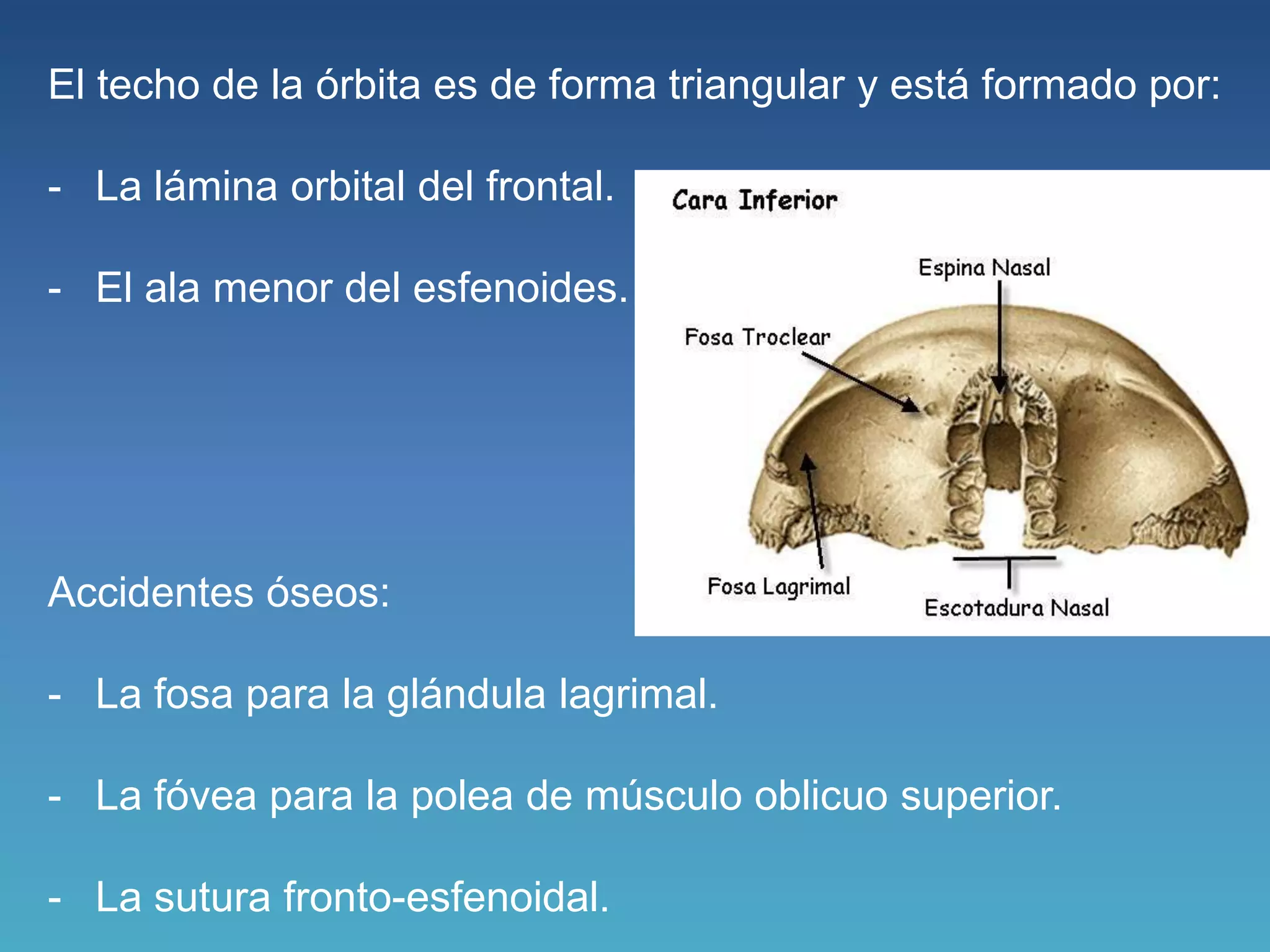 1. orbita anatomia | PPTX