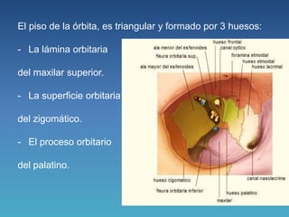 1. orbita anatomia | PPTX