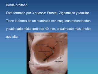1. orbita anatomia