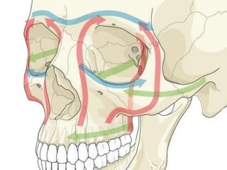 1. orbita anatomia | PPTX
