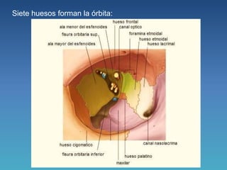 1. orbita anatomia | PPTX